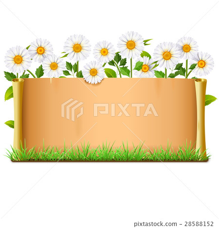 Vector Scroll with Chamomiles 28588152