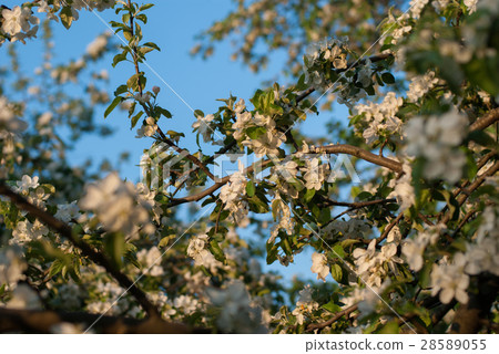 Blossoming apple branch in the spring garden 28589055