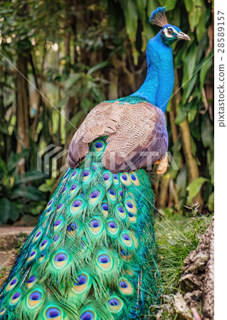 Peacock stands back with folded tail 28589157