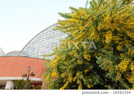 Mimosa flowers in the dream island tropical plant museum (February) Yumenoshima Park in Koto-ku, Tokyo 28591354