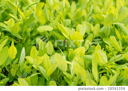 Leaves of coca plant Leaves of coca plant 28591359