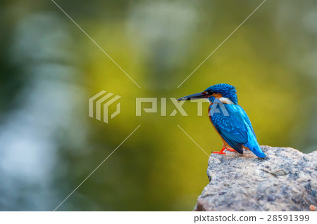 Kingfisher or Alcedo atthis taprobana 28591399