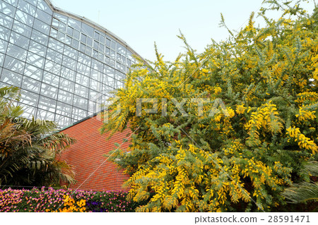 含羞草花在夢想海島熱帶植物博物館（2月）Yumenoshima公園在東京都江東區 28591471