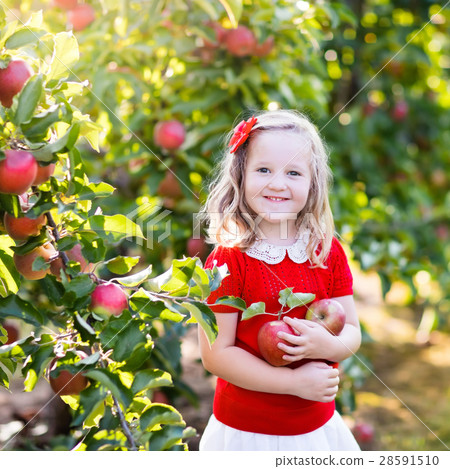 Little girl picking apple in fruit garden 28591510