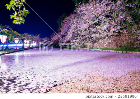 Cherry blossoms filling the moat of Hirosaki castle 28591996