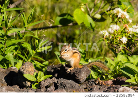 花栗鼠吃的食物 花栗鼠吃的食物 28592094