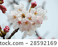 Sakura blooms cherry blossoms and honeybee Spring scenes 28592169
