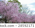 Sakura blooming bright cherry blossom road in full bloom 28592171