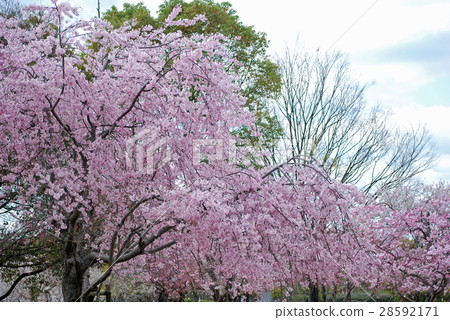 Sakura blooming bright cherry blossom road in full bloom 28592171