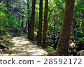 Forest bathing Comfortable path through sunbathing through the sun 28592172