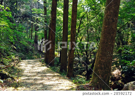 Forest bathing Comfortable path through sunbathing through the sun Forest bathing Comfortable path through sunbathing through the sun 28592172