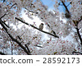 Cherry blossoms bloom full of cherry blossoms and relaxing sparrow 28592173