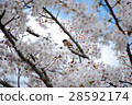Cherry blossoms bloom full of cherry blossoms and sparrows looking far away 28592174