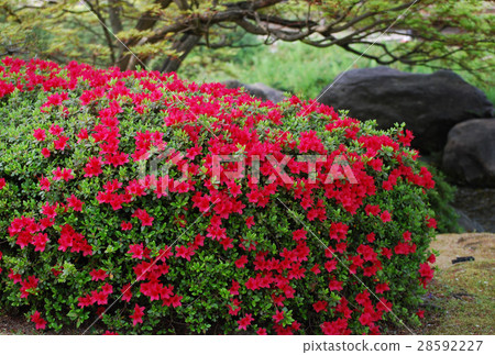 Colorful Satsuki blooming in the garden 28592227