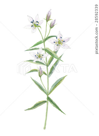 Senri Chiaki 28592339