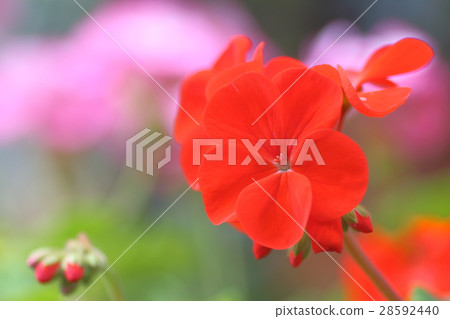 Geranium 28592440