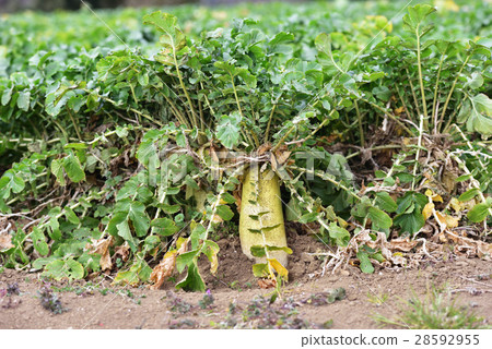 Daikon before harvest Daikon before harvest 28592955