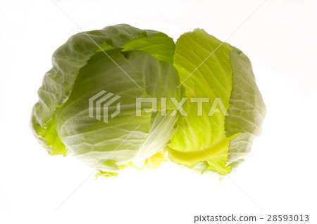 捲心菜 28593013