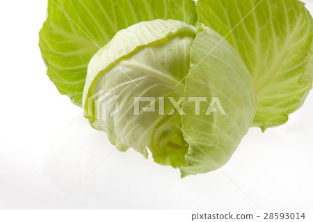 捲心菜 28593014
