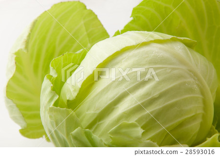 捲心菜 28593016