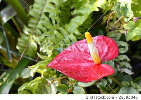 图库照片 安祖花观叶植物