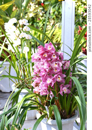 Cymbidium orchids 28593042
