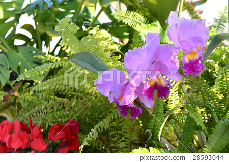 Western cattleya 28593044