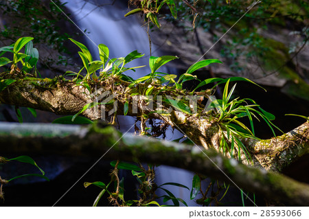 Epiphytic orchids Depending on tree. Epiphytic orchids Depending on tree. 28593066