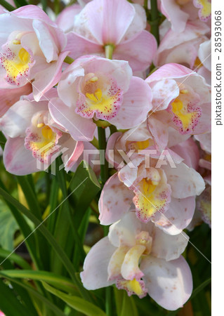 大花蕙蘭蘭花 大花蕙蘭蘭花 28593068