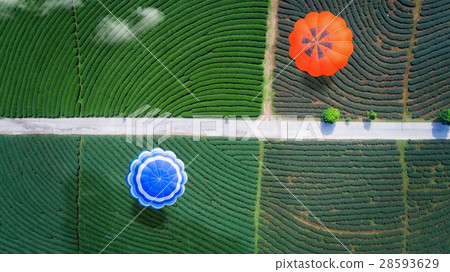 Hot air balloon fly over green tea farm 28593629