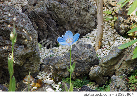 喜馬拉雅山的罌粟 28593904