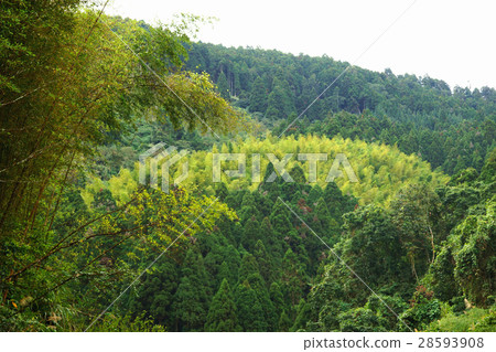 forest forest 28593908