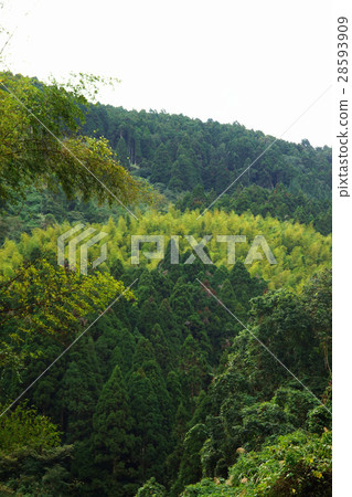 forest forest 28593909