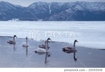 Swan Kussharo lakeside (Teshikaga Town) 28593936