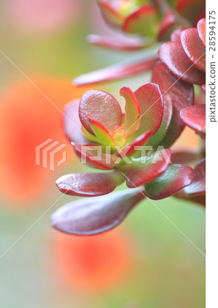 紅豆 紅豆 28594175