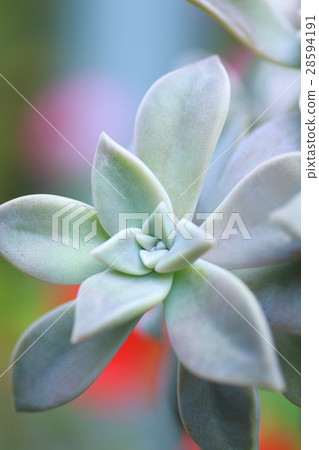 多汁植物 28594191