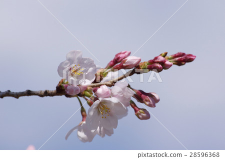 櫻花和芽 28596368