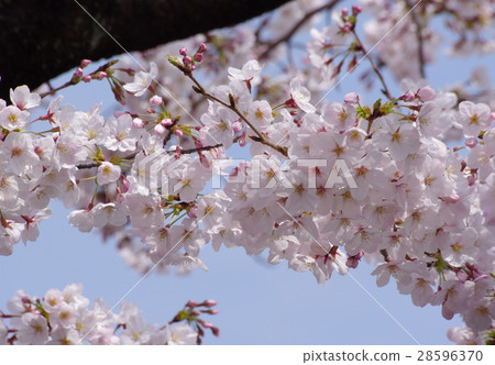 櫻花盛開 櫻花盛開 28596370