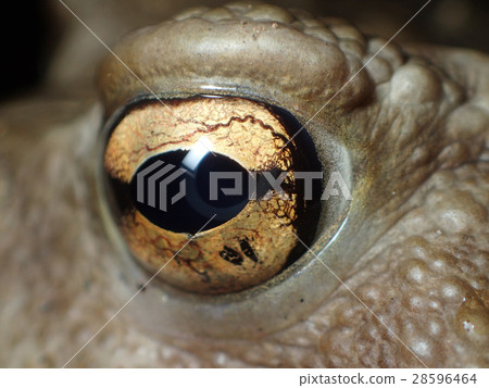 The eyes of a toad 28596464