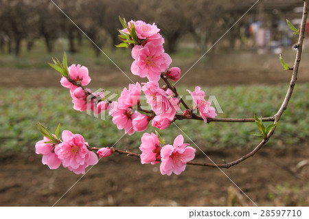 花桃 花桃 28597710