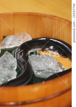 Lively eel Lively eel 28597740