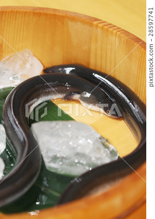 Lively eel Lively eel 28597741