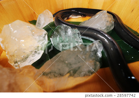 活潑的鰻魚 28597742