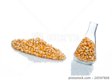 research corn, biofuel and gmo 28597808
