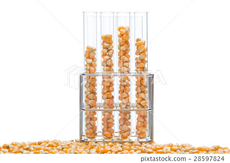 research corn, biofuel and gmo 28597824