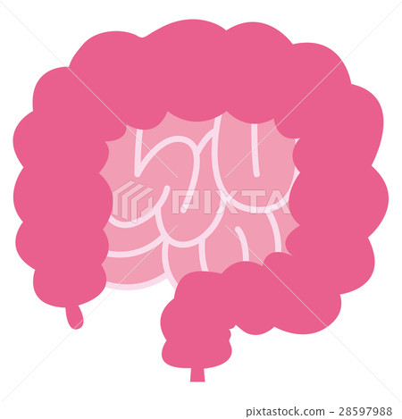 simple large intestine and small intestine 28597988