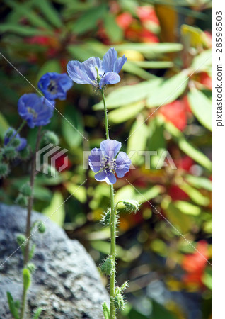 喜馬拉雅山的罌粟 28598503