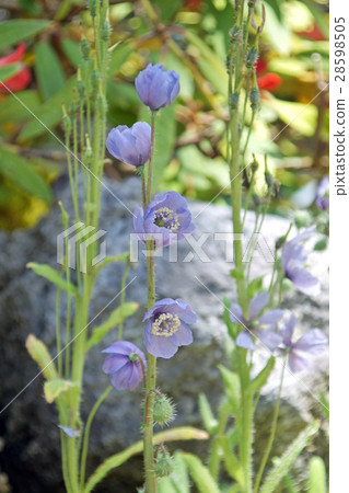 喜馬拉雅山的罌粟 28598505