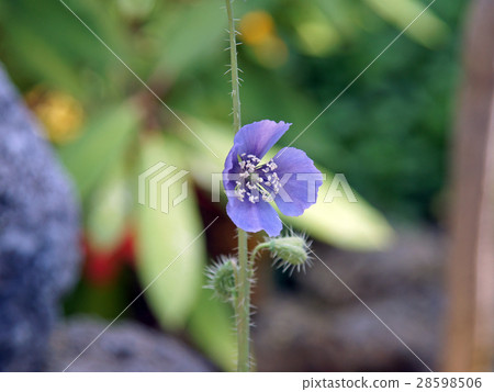 喜馬拉雅山的罌粟 28598506