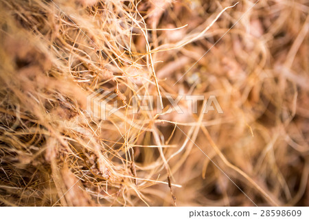 Coconut shell background and texture dried leave Coconut shell background and texture dried leave 28598609